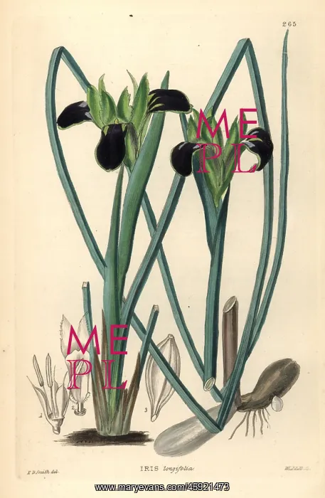 : Snake's head iris, Hermodactylus tuberosus : Snake's head iris, Hermodactylus tuberosus