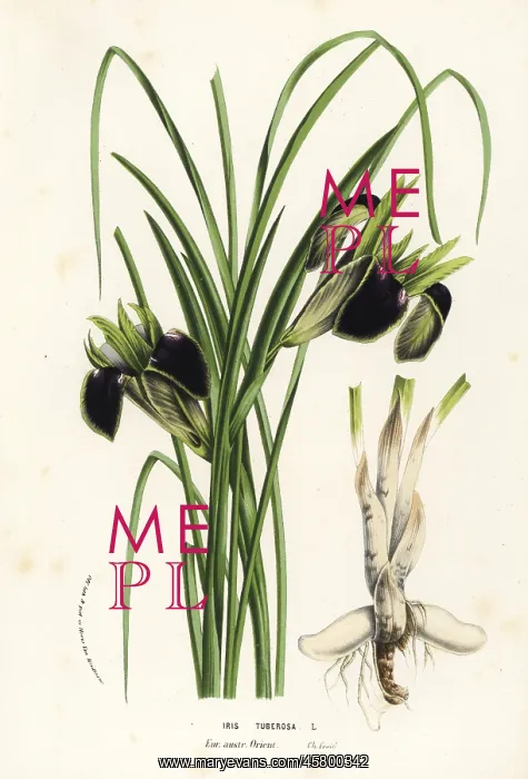 : Snake's-head or widow iris, Iris tuberosa : Snake's-head or widow iris, Iris tuberosa