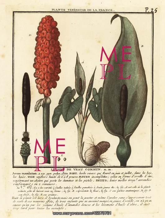 : Snakeshead, Arum maculatum : Snakeshead, Arum maculatum