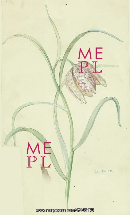  : Snakeshead Fritillary