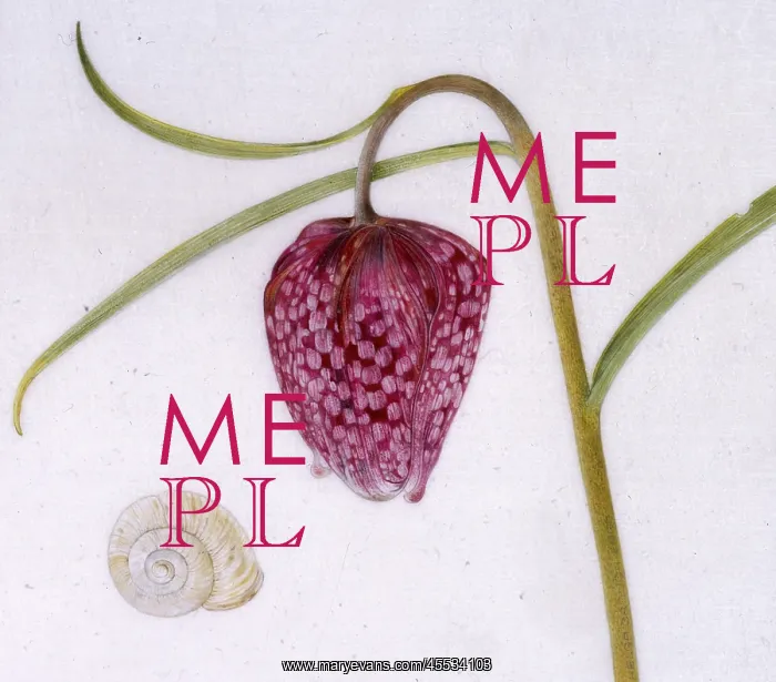: Snakeshead fritillary and snail : Snakeshead fritillary and snail