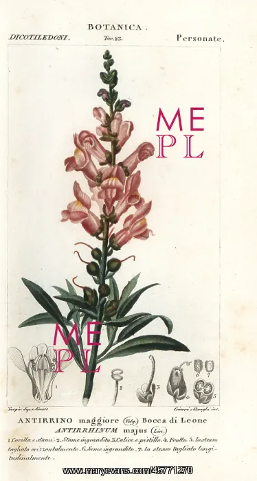 : Snapdragon, Antirrhinum majus : Snapdragon, Antirrhinum majus