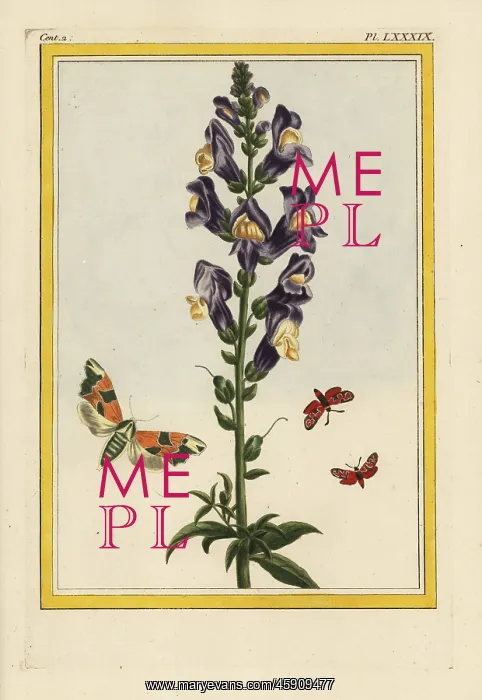 : Snapdragon, Antirrhinum majus : Snapdragon, Antirrhinum majus