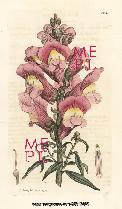 : Snapdragon, Antirrhinum majus : Snapdragon, Antirrhinum majus