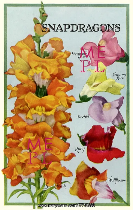 : Snapdragons : Snapdragons
