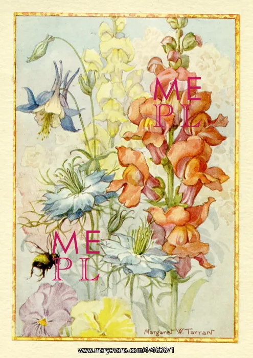 : Snapdragons and other flowers : Snapdragons and other flowers