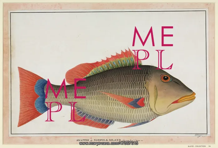 : Snapper fish : Snapper fish