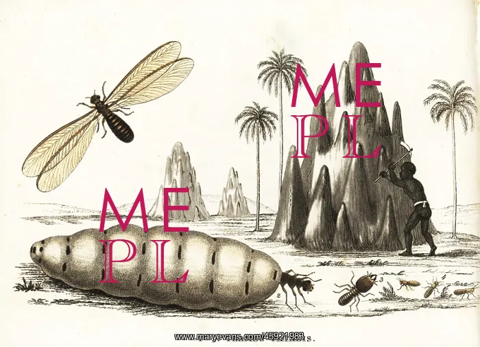 : Snapping termite, Termes fatalis : Snapping termite, Termes fatalis