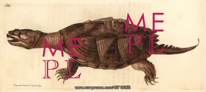 : Snapping turtle, Chelydra serpentina : Snapping turtle, Chelydra serpentina