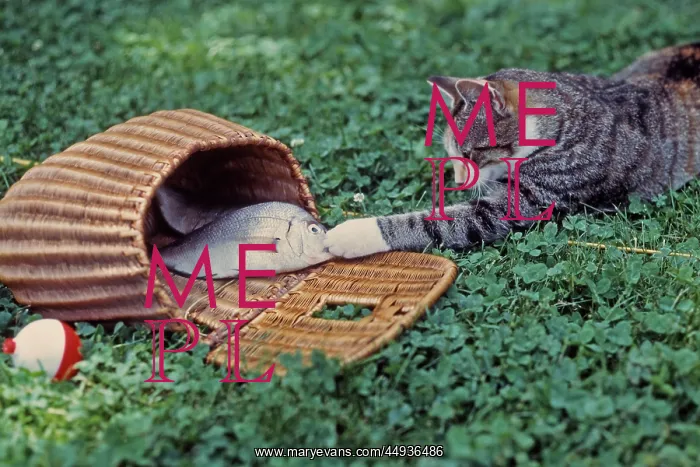 : Sneaky Tabby Cat Trying to Pilfer Caught Fish : Sneaky Tabby Cat Trying to Pilfer Caught Fish