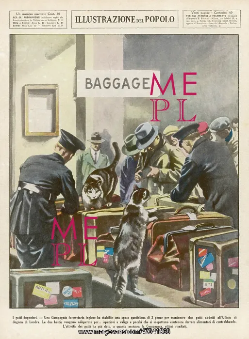 : SNIFFER CATS AT CUSTOMS : SNIFFER CATS AT CUSTOMS