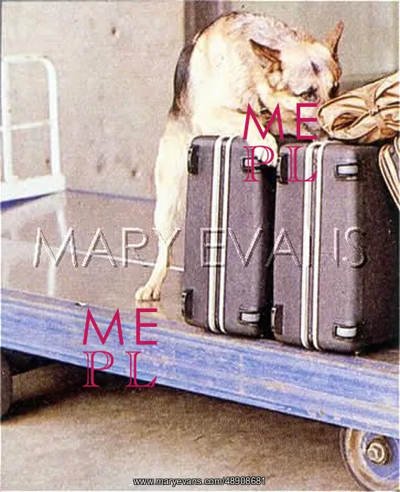 : SNIFFER DOG AND LUGGAGE : SNIFFER DOG AND LUGGAGE