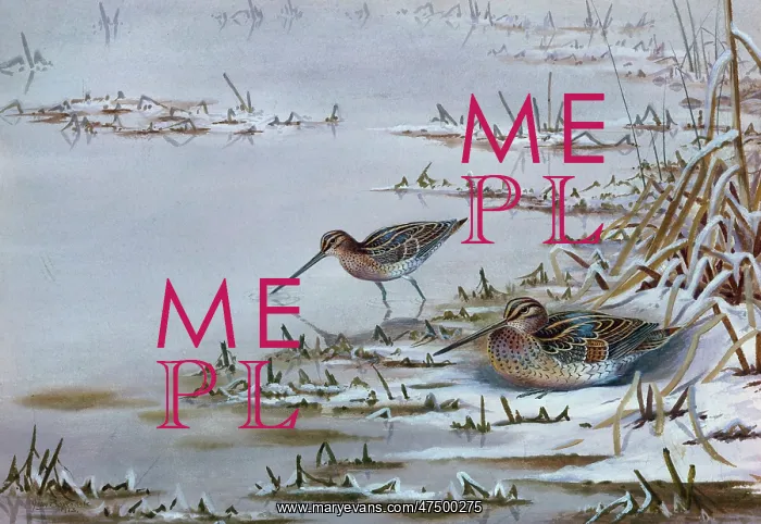 : Snipe ' two birds at the waters edge : Snipe ' two birds at the waters edge
