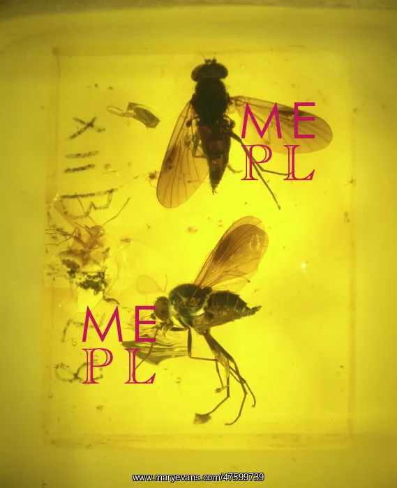 : Snipe flies in amber : Snipe flies in amber