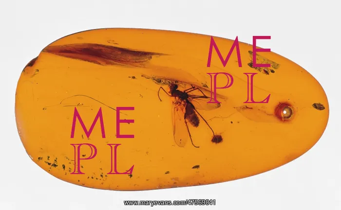 : Snipe fly in amber : Snipe fly in amber