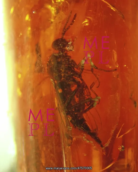 : Snipe fly in Baltic amber : Snipe fly in Baltic amber