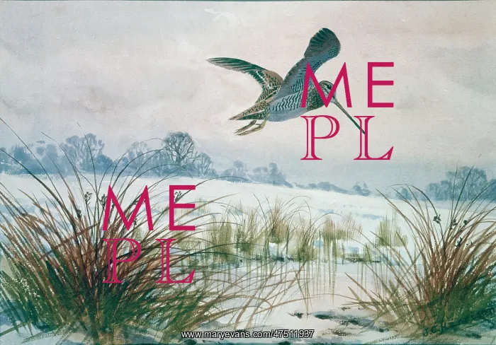 : Snipe flying over snowy marshland : Snipe flying over snowy marshland