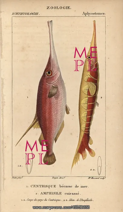 : Snipe or trumpet fish, Macroramphosus scolopax : Snipe or trumpet fish, Macroramphosus scolopax