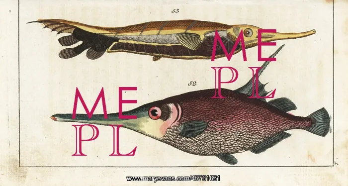 : Snipefish and grooved razorfish : Snipefish and grooved razorfish