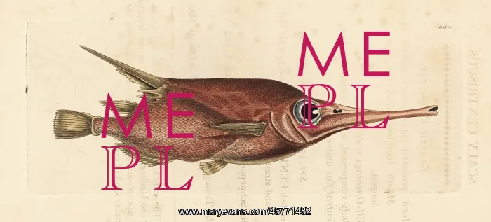 : Snipefish, Macroramphosus scolopax : Snipefish, Macroramphosus scolopax
