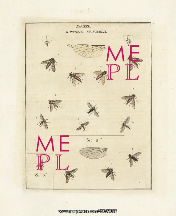 : Snipefly, black snipefly, small fleck-winged snipefly, etc : Snipefly, black snipefly, small fleck-winged snipefly, etc