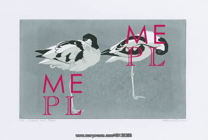: Snooze and Preen - Avocets : Snooze and Preen - Avocets