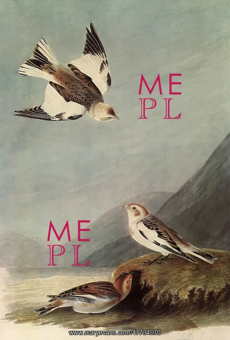 : Snow Buntings : Snow Buntings