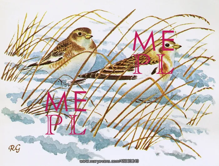 : Snow Buntings : Snow Buntings