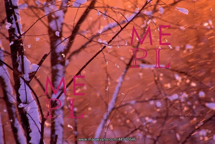 : Snow falling at sunset clinging onto tree branches : Snow falling at sunset clinging onto tree branches