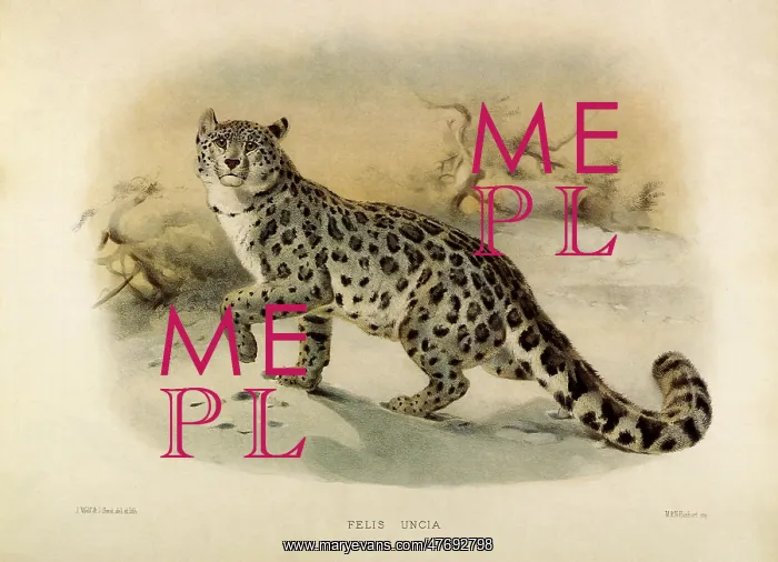 : Snow Leopard : Snow Leopard