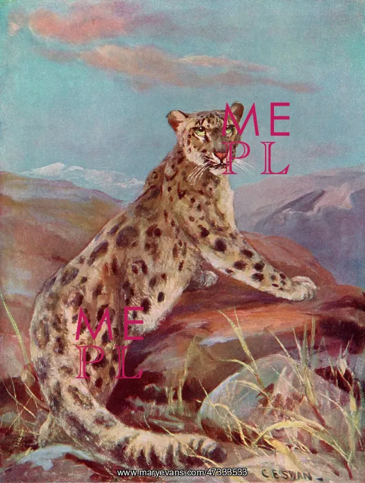  : SNOW LEOPARD (OR OUNCE)