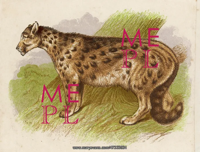  : Snow Leopard (Or Ounce)