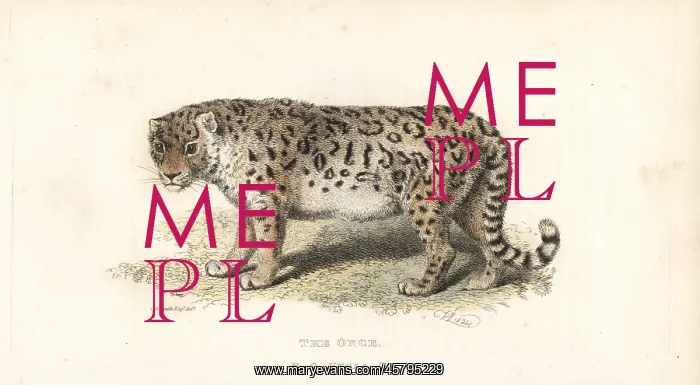 : Snow leopard or ounce, Panthera uncia. Endangered : Snow leopard or ounce, Panthera uncia. Endangered