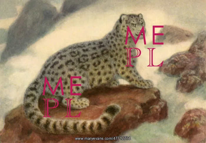 : Snow Leopard in Snow