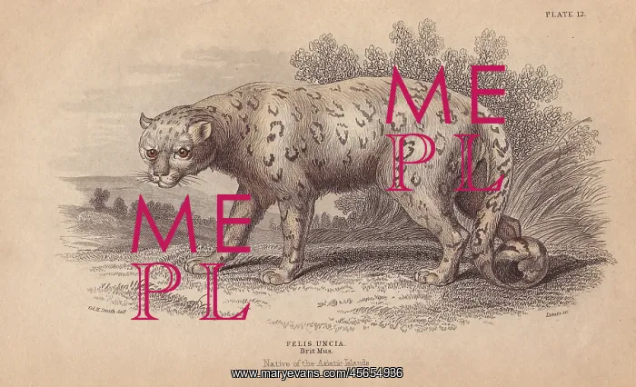 : Snow leopard, Uncia uncia or Panthera uncia Endangered : Snow leopard, Uncia uncia or Panthera uncia Endangered