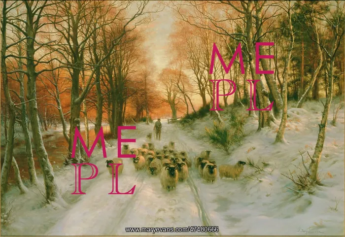 : Snow scene with sheep : Snow scene with sheep