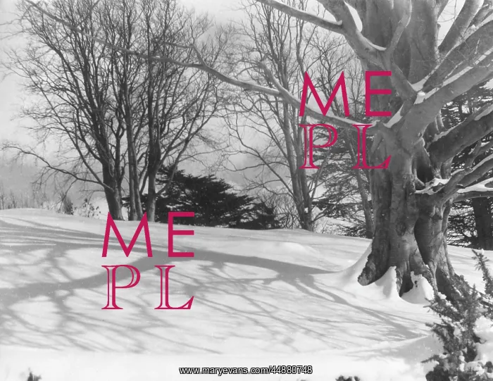 : SNOW SHADOWS : SNOW SHADOWS