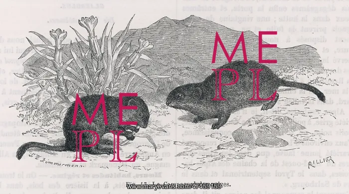  : SNOW VOLES