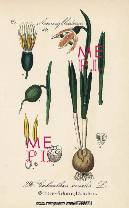 : Snowdrop, Galanthus nivalis : Snowdrop, Galanthus nivalis