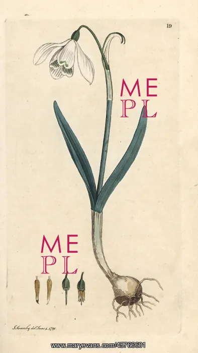 : Snowdrop, Galanthus nivalis : Snowdrop, Galanthus nivalis