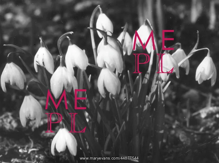  : SNOWDROPS. Snowdrops, some of Spring's earliest and well-loved flowers