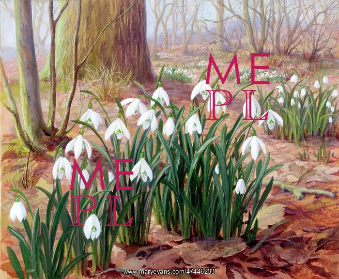 : Snowdrops - in woodland with leaves on ground