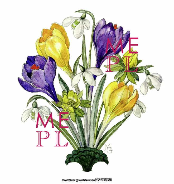  : Snowdrops, aconites and crocuses