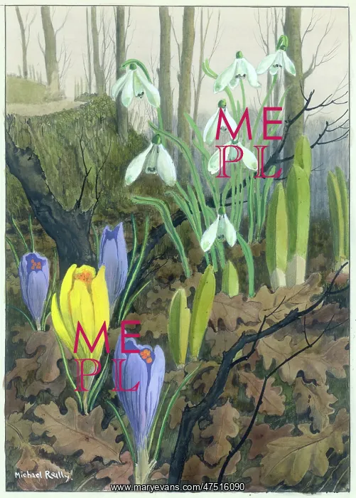 : Snowdrops and Crocuses : Snowdrops and Crocuses