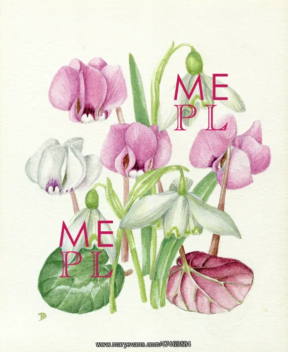 : Snowdrops and Cyclamen : Snowdrops and Cyclamen