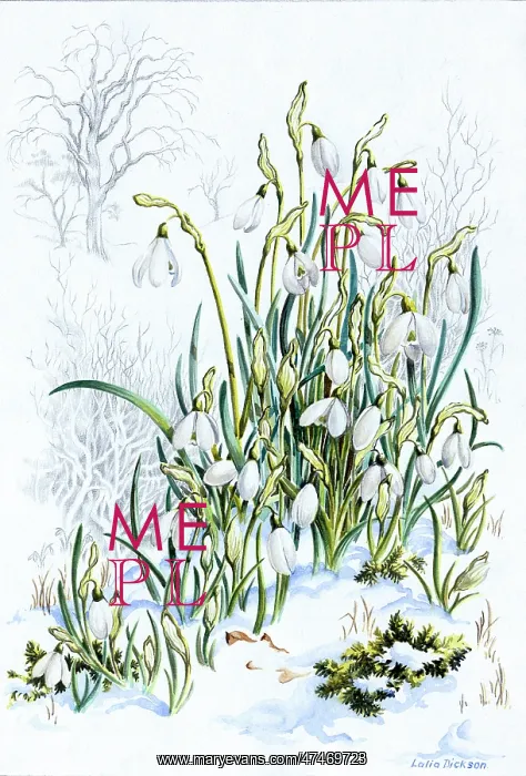 : Snowdrops growing through snow : Snowdrops growing through snow