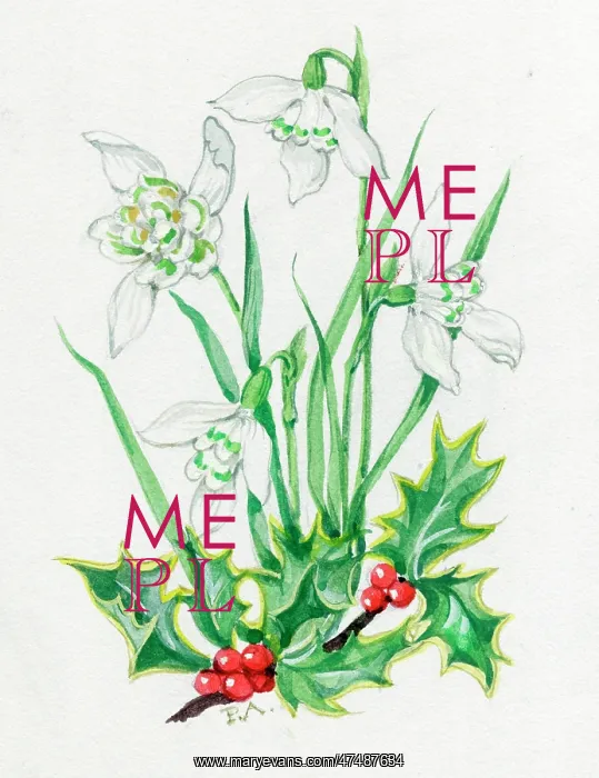  : Snowdrops and Holly