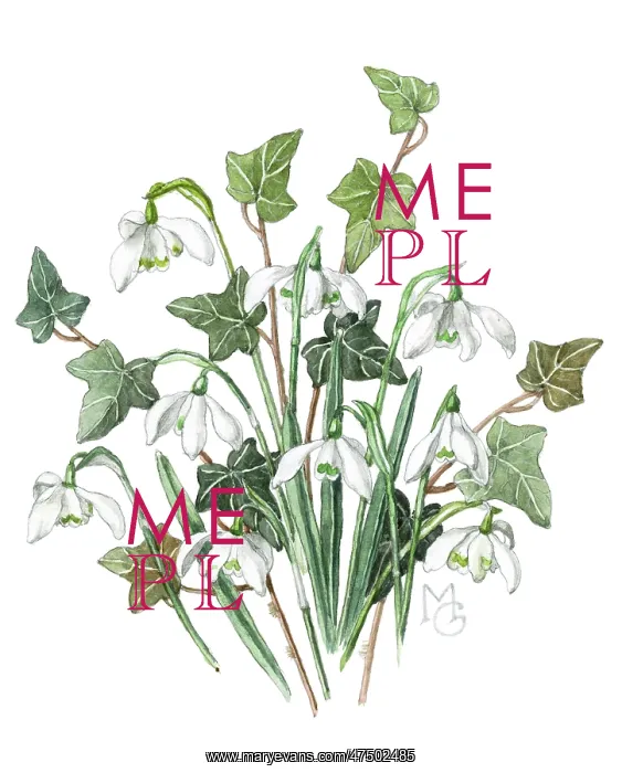  : Snowdrops and Ivy leaves