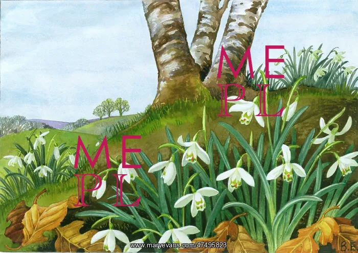  : Snowdrops in landscape