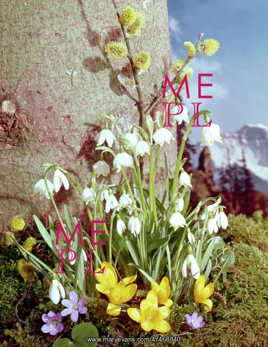  : Snowdrops, pussy willlow, crocuses, against tree trunk